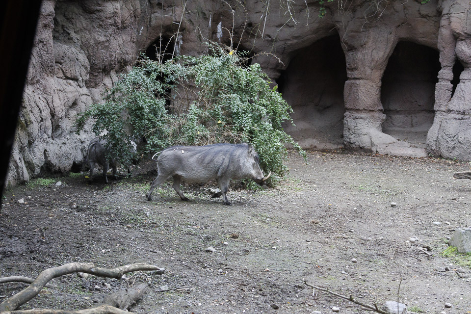 Woodland Park Zoo — photo 70